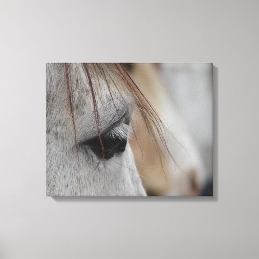 Grijze paardenkop Uitzicht Canvas Afdruk (Voorkant)