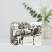 Grijze paardenpest in zwart-wit briefkaart (Staand voorkant)