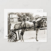 Grijze paardenpest in zwart-wit briefkaart (Voorkant / Achterkant)