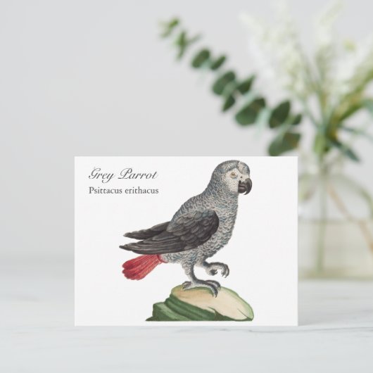 Grijze papegaai - Psittacus erithacus Briefkaart (Staand voorkant)