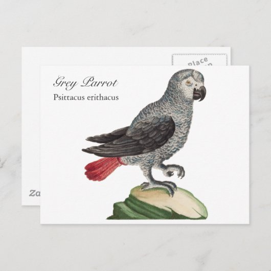 Grijze papegaai - Psittacus erithacus Briefkaart (Voorkant / Achterkant)