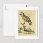  grijze papegaaivogel briefkaart (Voorkant / Achterkant)