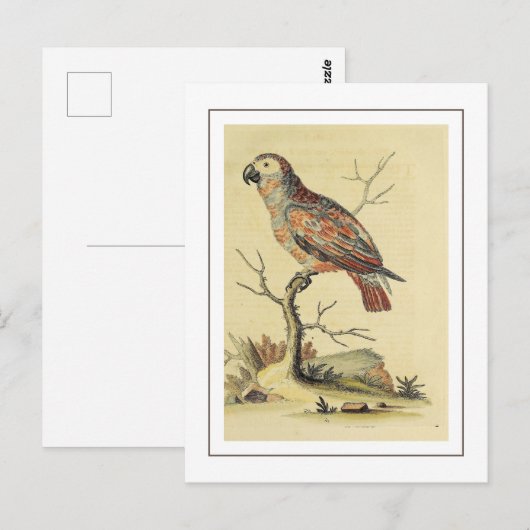  grijze papegaaivogel briefkaart (Voorkant / Achterkant)