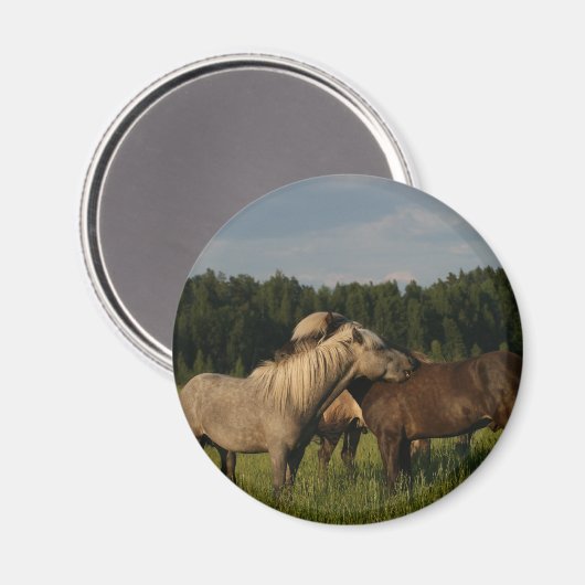 Grijze parelmoervlinder magneet (Voorkant / Achterkant)