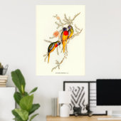 Grijze parkiet,  illustraties poster (Thuiskantoor)