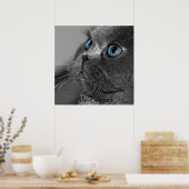 Grijze Perzische kat met blauwe ogen Poster (Keuken)
