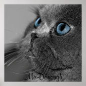 Grijze Perzische kat met blauwe ogen Poster (Voorkant)