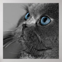 Grijze Perzische kat met blauwe ogen