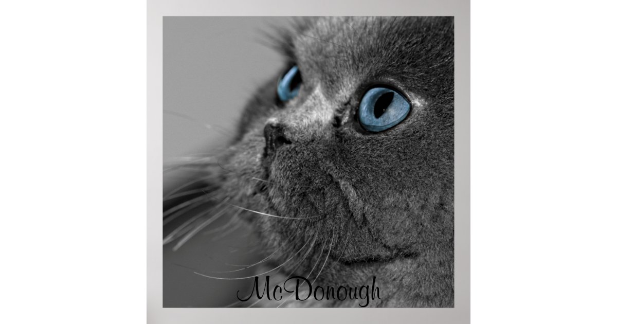 Suri benzine gastheer Grijze Perzische kat met blauwe ogen Poster | Zazzle.nl