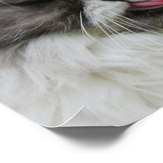 grijze perzische kat ziet er grappig uit, grimmig poster (Hoek)