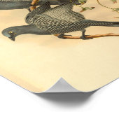 Grijze Ramseys Cuckoo Shrike Bird Print (Hoek)