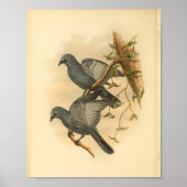 Grijze Ramseys Cuckoo Shrike Bird  Print (Voorkant)