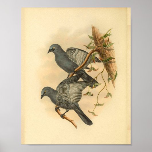 Grijze Ramseys Cuckoo Shrike Bird Print (Voorkant)