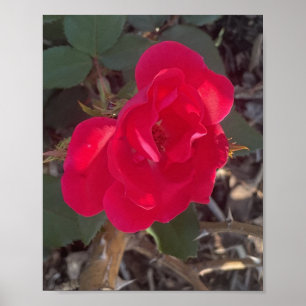 grijze Red Bloemige Print