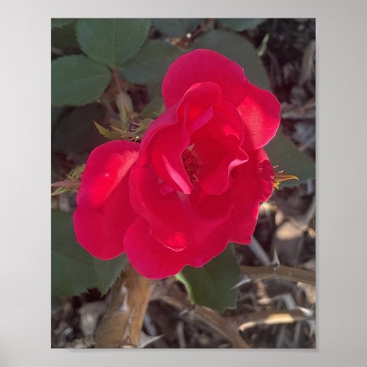 grijze Red Bloemige Print (Voorkant)