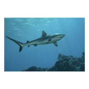Grijze Reefshark bij koraalrif van Yap Island   Perfect Poster