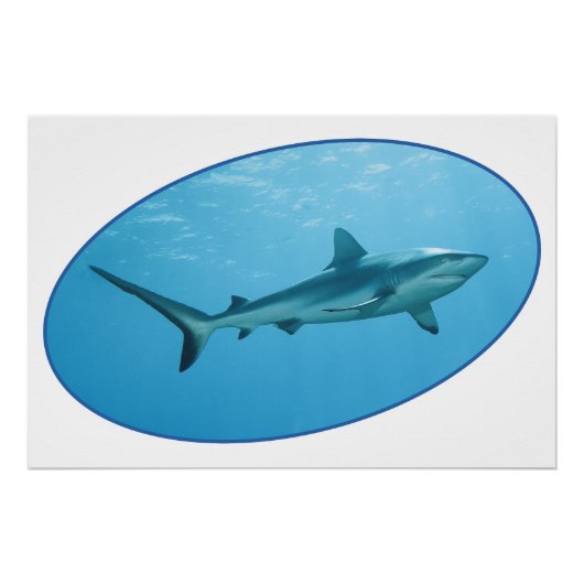 Grijze Reefshark, Yap Island - Fotografisch ontwer Perfect Poster (Voorkant)