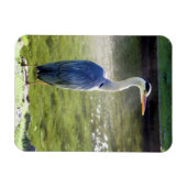 Grijze reiger Flexibele Fotomagneet #3 Magneet (Horizontaal)