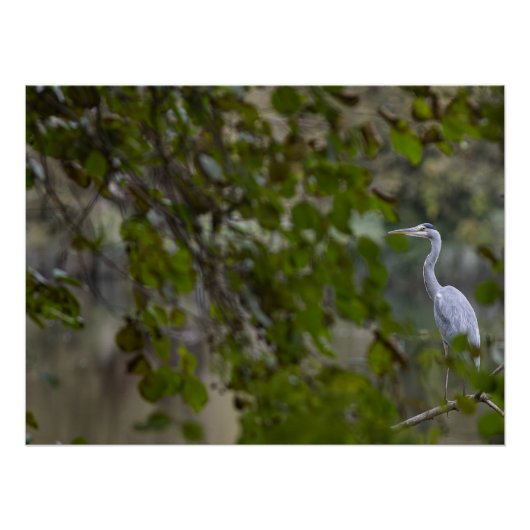 Grijze reiger perfect poster (Voorkant)