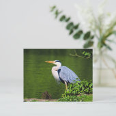 Grijze Reiger Vogel Briefkaart (Staand voorkant)
