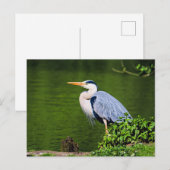 Grijze Reiger Vogel Briefkaart (Voorkant / Achterkant)