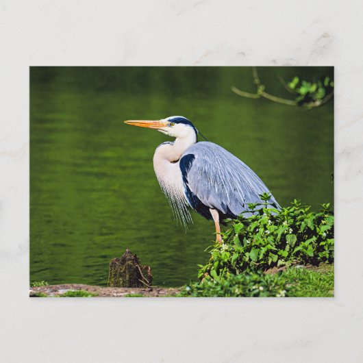Grijze Reiger Vogel Briefkaart (Voorkant)