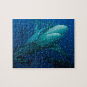 Grijze riffen haai Great Barrier Reef Legpuzzel