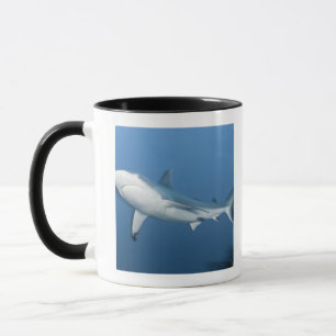 Grijze rifhaai (Carcharhinus amblyrhynchos) Mok