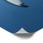 Grijze rifhaai (Carcharhinus amblyrhynchos) Poster (Hoek)