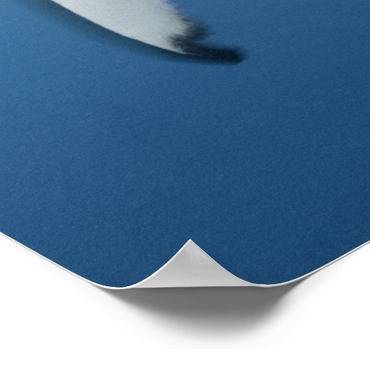 Grijze rifhaai (Carcharhinus amblyrhynchos) Poster (Hoek)