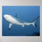 Grijze rifhaai (Carcharhinus amblyrhynchos) Poster (Voorkant)