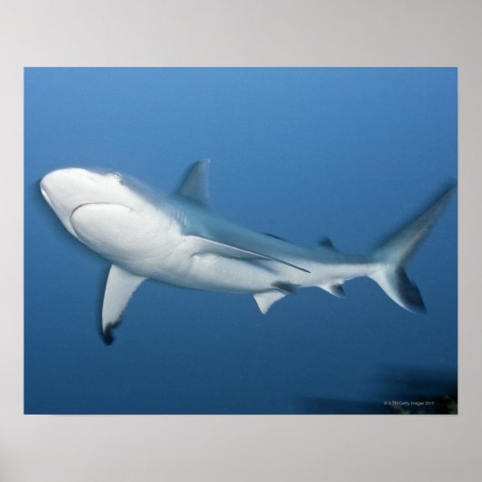 Grijze rifhaai (Carcharhinus amblyrhynchos) Poster (Voorkant)