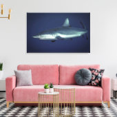 Grijze rifhaai in Yap Micronesia Canvas Afdruk (Insitu (Woonkamer))