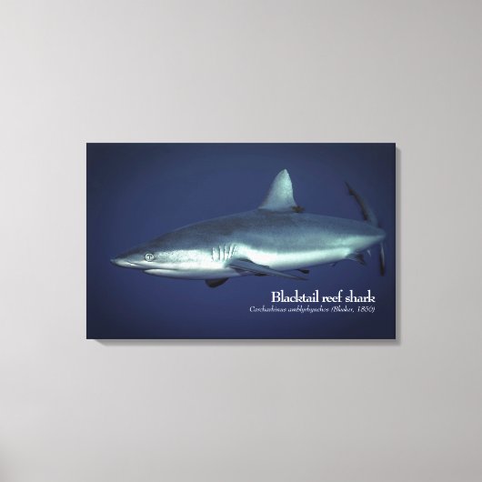 Grijze rifhaai in Yap Micronesia Canvas Afdruk (Voorkant)
