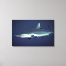 Grijze rifhaai in Yap Micronesia Canvas Afdruk