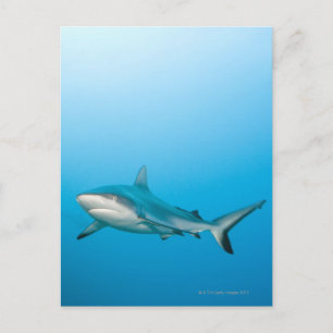 Grijze rifhaaien (Carcharhinus amblyrhnchos) Briefkaart