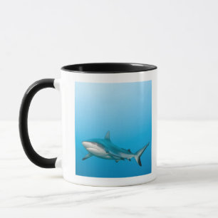 Grijze rifhaaien (Carcharhinus amblyrhnchos) Mok