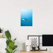 Grijze rifhaaien (Carcharhinus amblyrhnchos) Poster (Thuiskantoor)