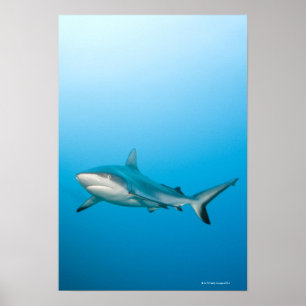 Grijze rifhaaien (Carcharhinus amblyrhnchos) Poster