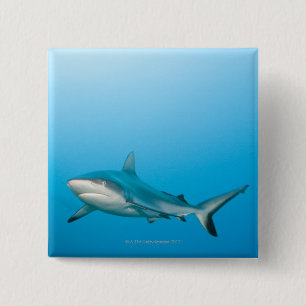 Grijze rifhaaien (Carcharhinus amblyrhnchos) Vierkante Button 5,1 Cm