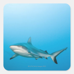 Grijze rifhaaien (Carcharhinus amblyrhnchos) Vierkante Sticker