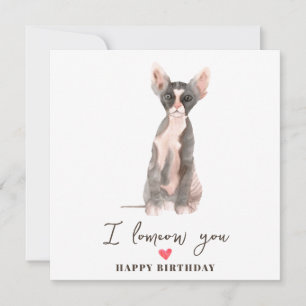 Grijze Roze Sphynx Kat Moeder Puppy Huisdieren Ver Kaart