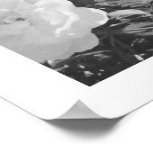 Grijze Rozen Bloementuin Foto Kunstprint Poster (Hoek)