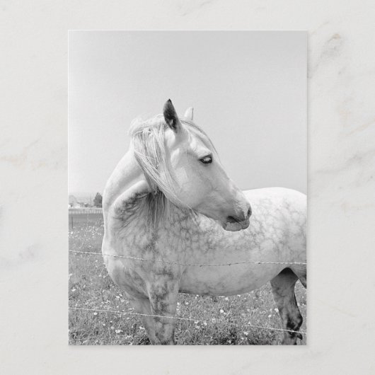 Grijze schilfers op pasta briefkaart (Voorkant)