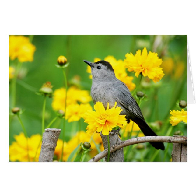 Grijze spotvogel op houten hek (Voorkant Horizontaal)