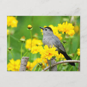 Grijze spotvogel op houten hek briefkaart