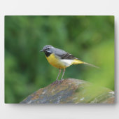 Grijze staart - vogel fotoplaat (Voorkant)