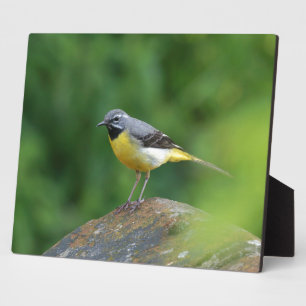 Grijze staart - vogel fotoplaat