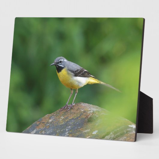 Grijze staart - vogel fotoplaat (Zijkant)