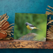 Grijze staart - vogel fotoplaat (Zijkant)